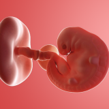 Você e Seu Bebê na Semana 5 de Gestação: Desenvolvimento, Sintomas, Sinais