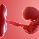 Você e Seu Bebê na Semana 6 de Gestação: Aspectos, Vitaminas, Hormônios
